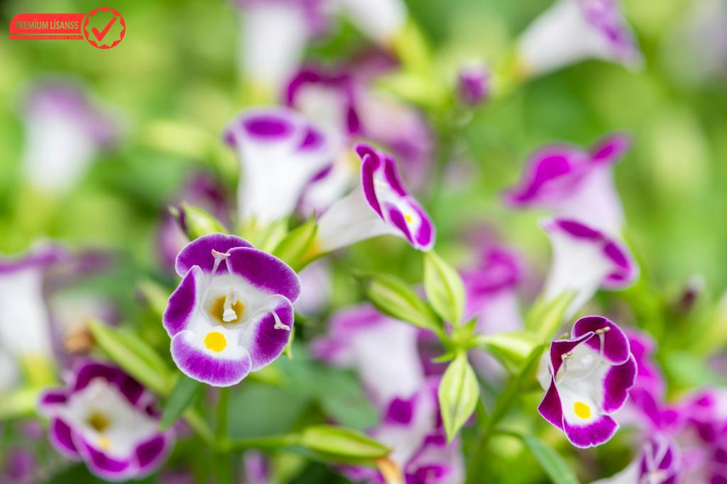 Generatepress Pro Ile Çok Amaçlı Web Sitesi: Kayseri'De Esnek Çözümler