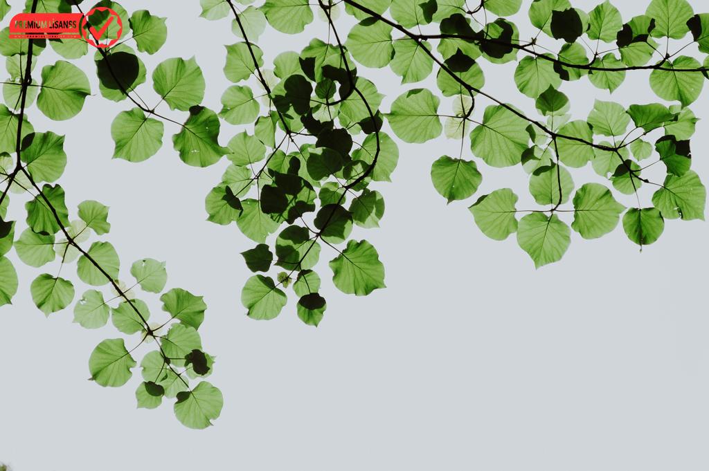 Pngtree Aboneliği Ile Png, Vektör Ve Arka Planlar