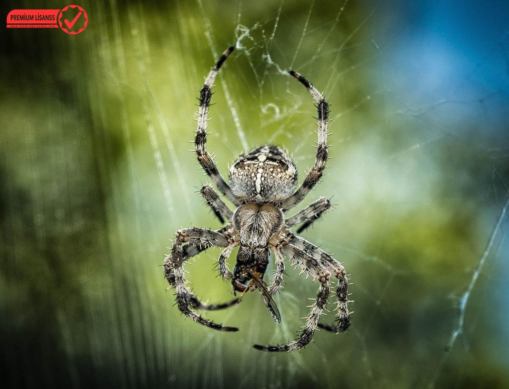 Prime Slider Ile Web Sitenize Dinamizm Katın